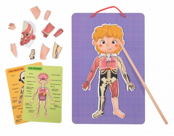 Tooky Toy Ξύλινος Μαγνητικός Πίνακας Μαθαίνω το Σώμα μου