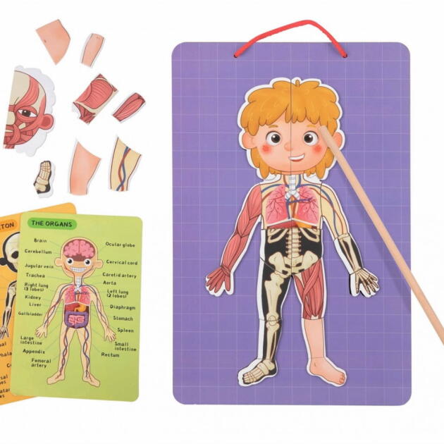 Tooky Toy Ξύλινος Μαγνητικός Πίνακας Μαθαίνω το Σώμα μου