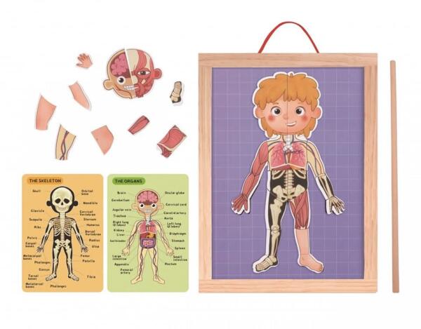 Tooky Toy Ξύλινος Μαγνητικός Πίνακας Μαθαίνω το Σώμα μου - Image 2