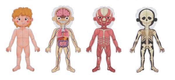 Tooky Toy Ξύλινος Μαγνητικός Πίνακας Μαθαίνω το Σώμα μου - Image 3
